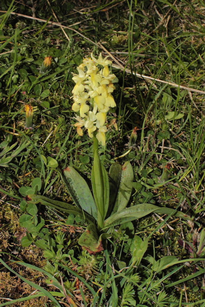 Ibrido di Orchis pallens